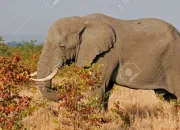 Quiz Animaux sauvages