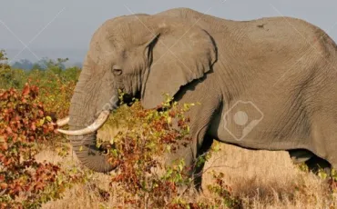 Quiz Animaux