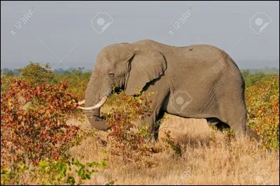 Combien de kilos l'éléphant d'Afrique mange-t-il par jour ?