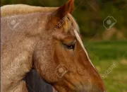 Quiz Quelle est la robe de ton cheval ?