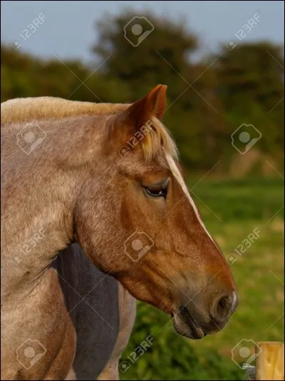 Quelle est la robe de ce cheval ?