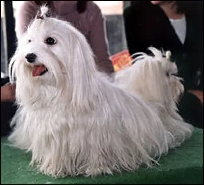 BICHONNER : comme dans "Les hommes adorent bichonner leur voiture". Y a-t-il un lien direct entre le verbe et l'animal, le bichon (ici, un bichon maltais)?