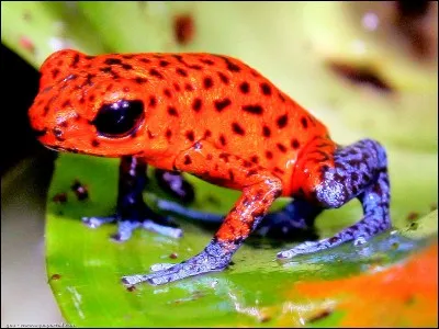 Jeune cerf de un à deux ans !