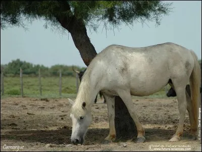 À la naissance, de quelle couleur est le Camargue ?