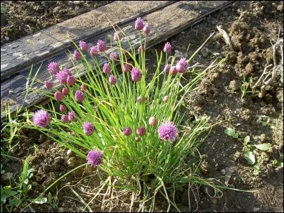 Espèce d'ail vivace cultivée comme condiment et faisant partie des fines herbes.