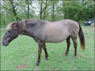 D'où vient le nom du cheval "Soraya" ?