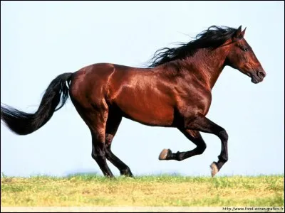 À quelle allure est ce cheval ?