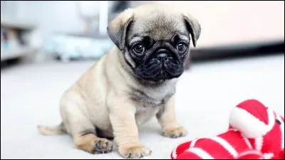 Les pugs mangent-ils beaucoup au point de manger des trombones ?