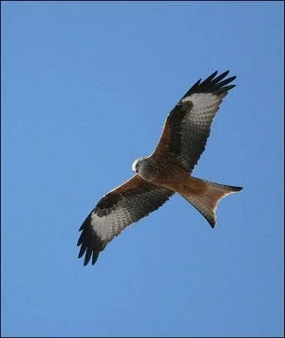 Quel est ce rapace ?