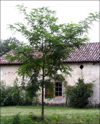 Quel est cet arbre ?