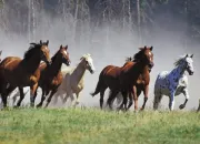 Test Aimes-tu les chevaux ?