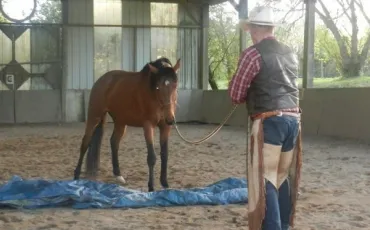 Quiz Chevaux