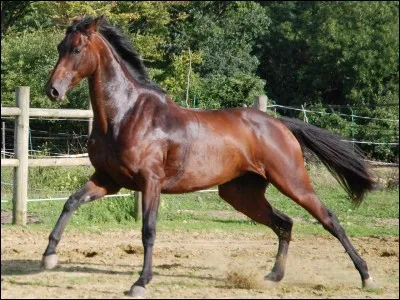 Quelle est la robe de ce cheval au galop ?