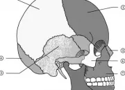 Quiz Biologie - Squelette de la tte - CAP esthtique