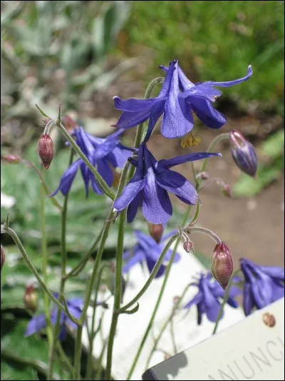 Trouvez le nom de cette fleur !