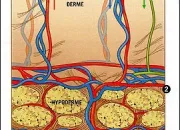 Quiz La vascularisation cutane - Biologie - CAP esthtique