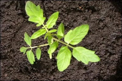 Vous descendez dans votre jardin, un refrain charmant aux lèvres, afin de surveiller vos prochaines récoltes. Quel plant est ici prometteur ?