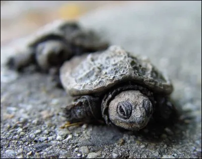 Comment appelle-t-on un bébé tortue ?