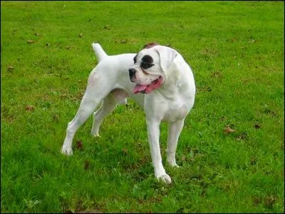 Est-ce que ce chien est un boxer?