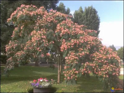 De quelles régions du monde est originaire l'arbre à soie ?