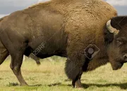 Quiz Le bison