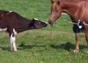 Test Es-tu le cheval ou la vache ?