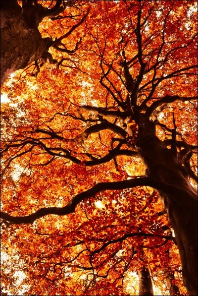 Tu vois un arbre majestueux, qui a certainement plus de cent ans. Que penses-tu ?