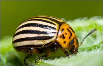 Quelle plante ce doryphore va-t-il envahir ?