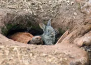 Test Es-tu le lapin ou la tortue ?