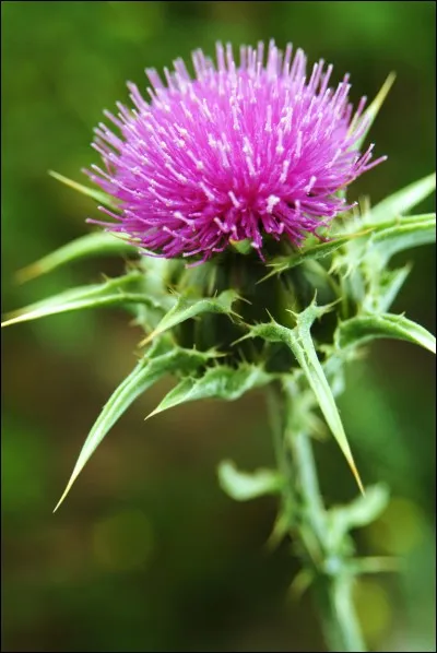 Comment s'appelle cette fleur ?