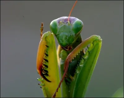 Comment s'appelle cet insecte ?