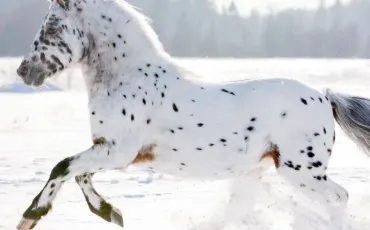 Quiz Animaux