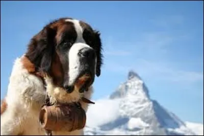 Où se trouvent les glandes sudoripares d'un chien ?