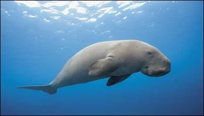 Je suis un mammifère marin herbivore qui fait partie de l'ordre des siréniens. On me surnomme la vache des mers. Je peux vivre jusqu'à 70 ans. Je possède une queue de dauphin. Qui suis-je ?