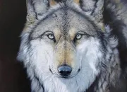 Test Quelle est votre place dans une meute de loups ?