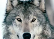 Quiz Le loup, cet animal fascinant