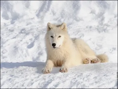 Quel est ce loup ?