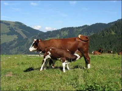 Cette vache est de race