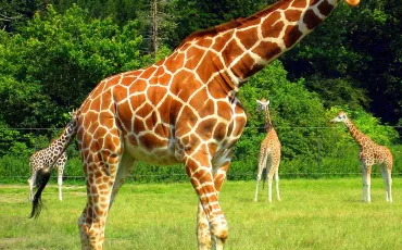 Quiz Girafe