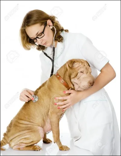 Le bébé Shar-peï est plus plissé que les adultes.