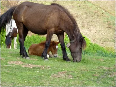 Quelle est la race de ce cheval ?