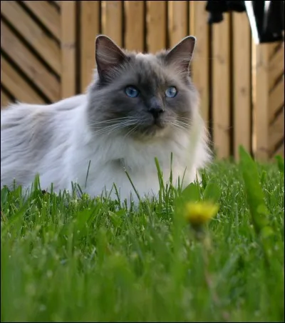 Quelle est la longévité du chat ?