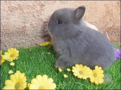 Quelle est la race de ce lapin ?