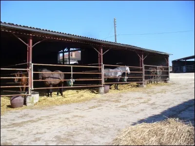 En stabulation libre, avec plusieurs chevaux, comment entre- tu pour aller préparer ton cheval ?