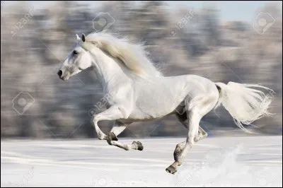 Quel est le mécanisme du galop ?