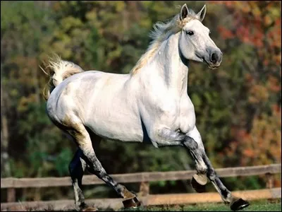 Quelle est la robe de ce cheval ?