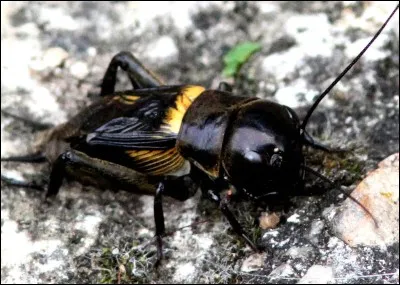 Trouve le héros de cette histoire grâce à cet insecte !