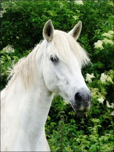 Le connemara est un poney qui vient ...