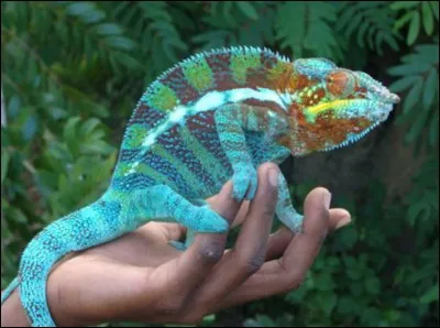 Comment s'appelle le caméléon ?