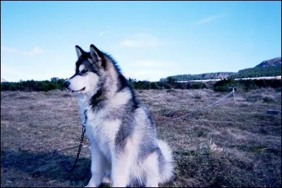 Quelle est cette race de chien ?